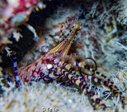 Saron marmoratus (marble shrimp) hiding in a crevice look... by E&e Lp 